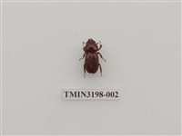 藏品(條紋鍬形蟲)的圖片